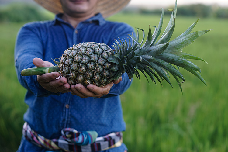 Pranburi Hotei : farmer holding pineapple